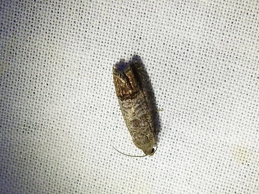 Cydia pomonella - almamoly