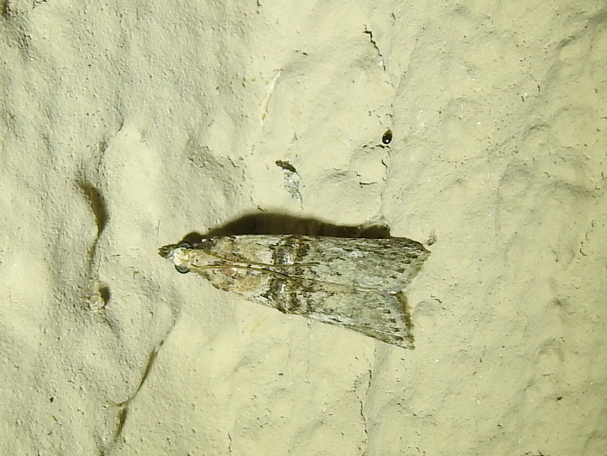 Nephopterix angustella - kecskerágó-karcsúmoly