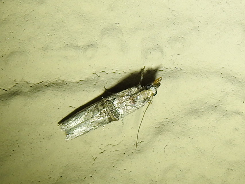 Nephopterix angustella - kecskerágó-karcsúmoly