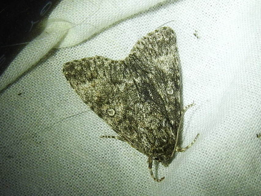 Acronicta megacephala - nagyfejű szigonyosbagoly