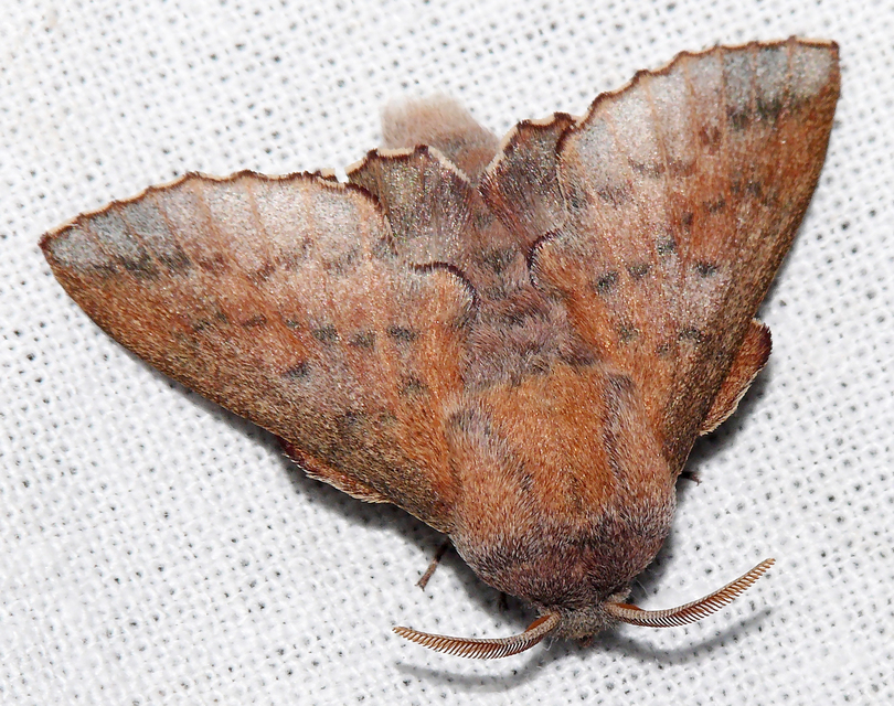 Phyllodesma tremulifolia - nyárlevélpohók