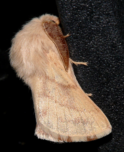 Malacosoma neustria - gyűrűsszövő