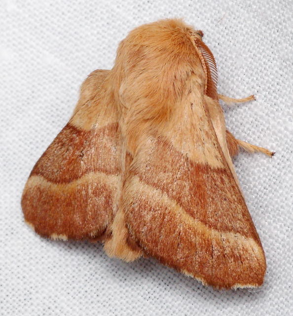 Malacosoma neustria - gyűrűsszövő