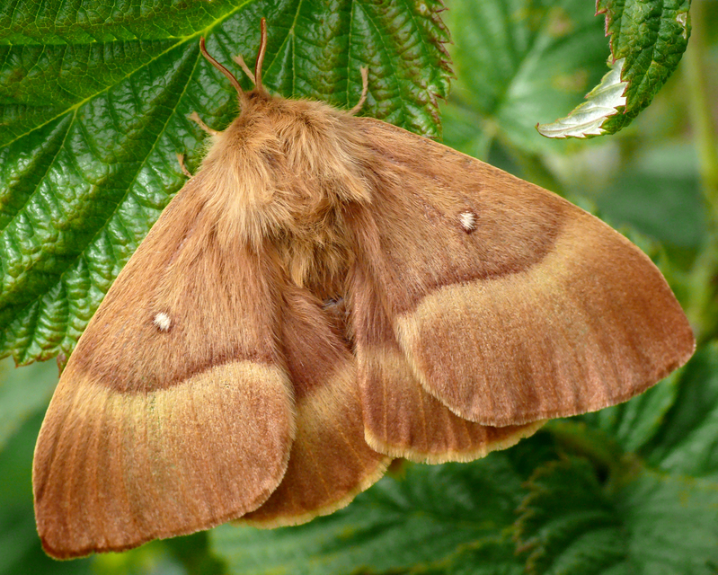 Lasiocampa quercus - tölgyfaszövő