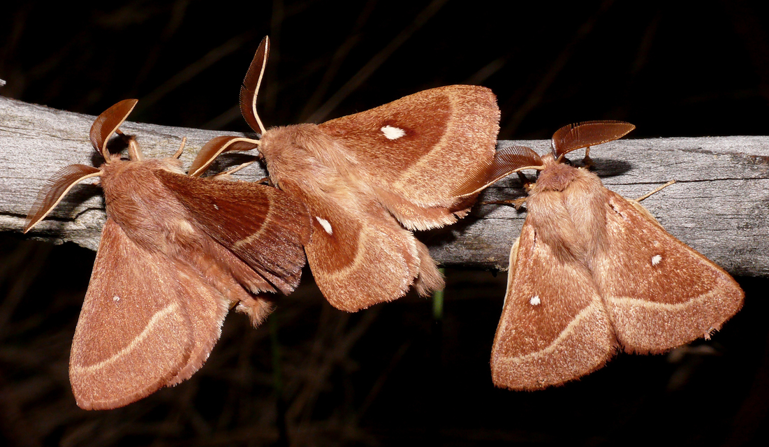Lasiocampa trifolii - lóhereszövő