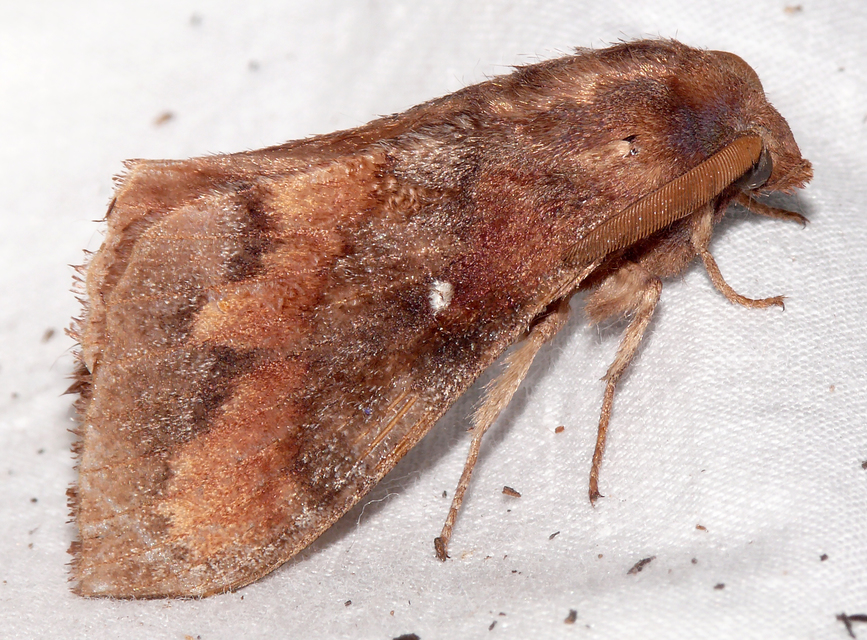 Dendrolimus pini - fenyőpohók