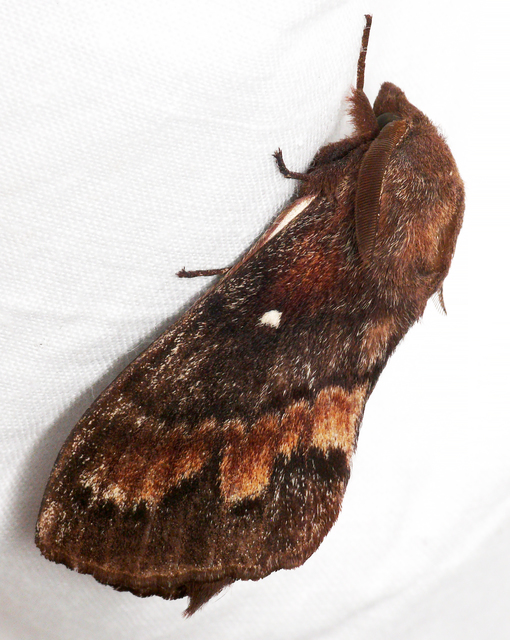 Dendrolimus pini - fenyőpohók