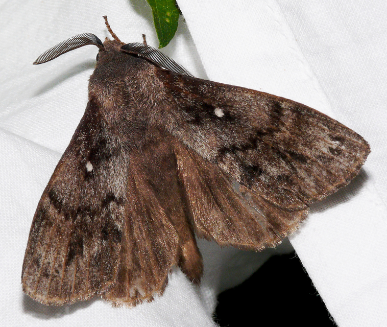 Dendrolimus pini - fenyőpohók