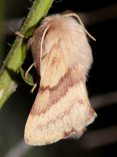 Malacosoma castrensis - kutyatejszövő