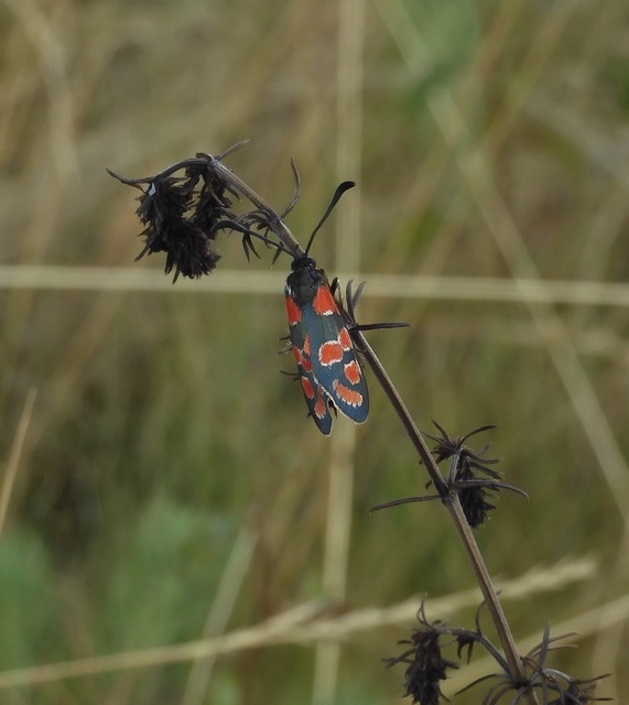 Zygaena carniolica - fehérgyűrűs csüngőlepke