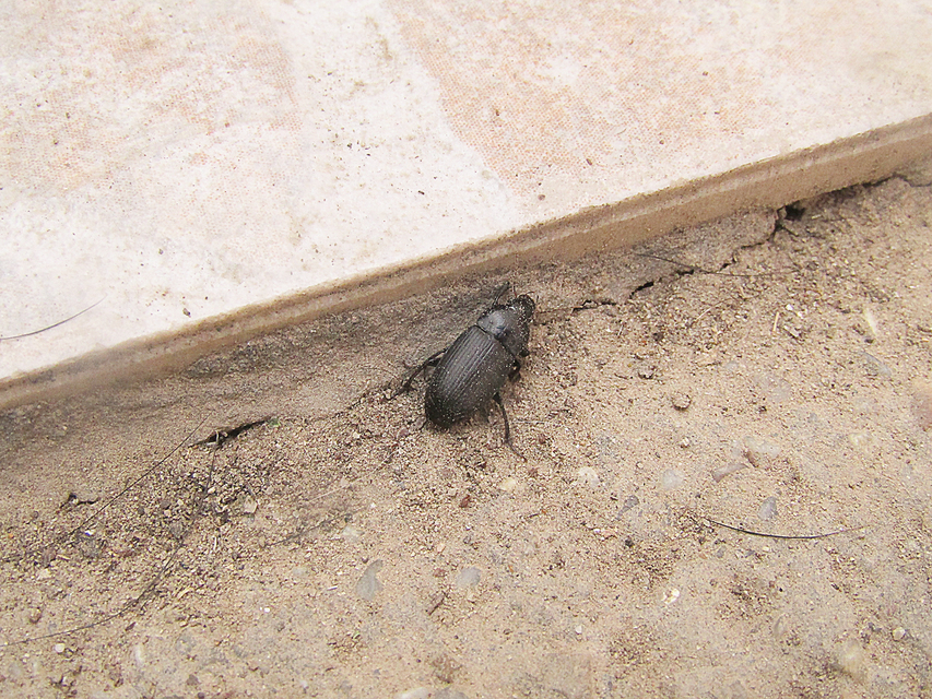 Harpalus serripes - fekete lomhafutó