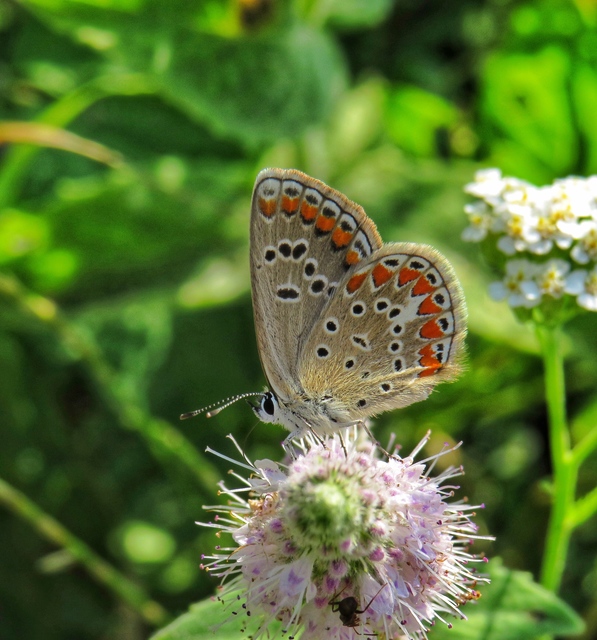 Polyommatus thersites - ibolyaszín boglárka
