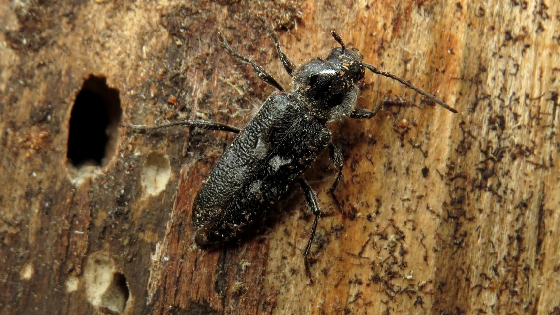 Hylotrupes bajulus - házicincér