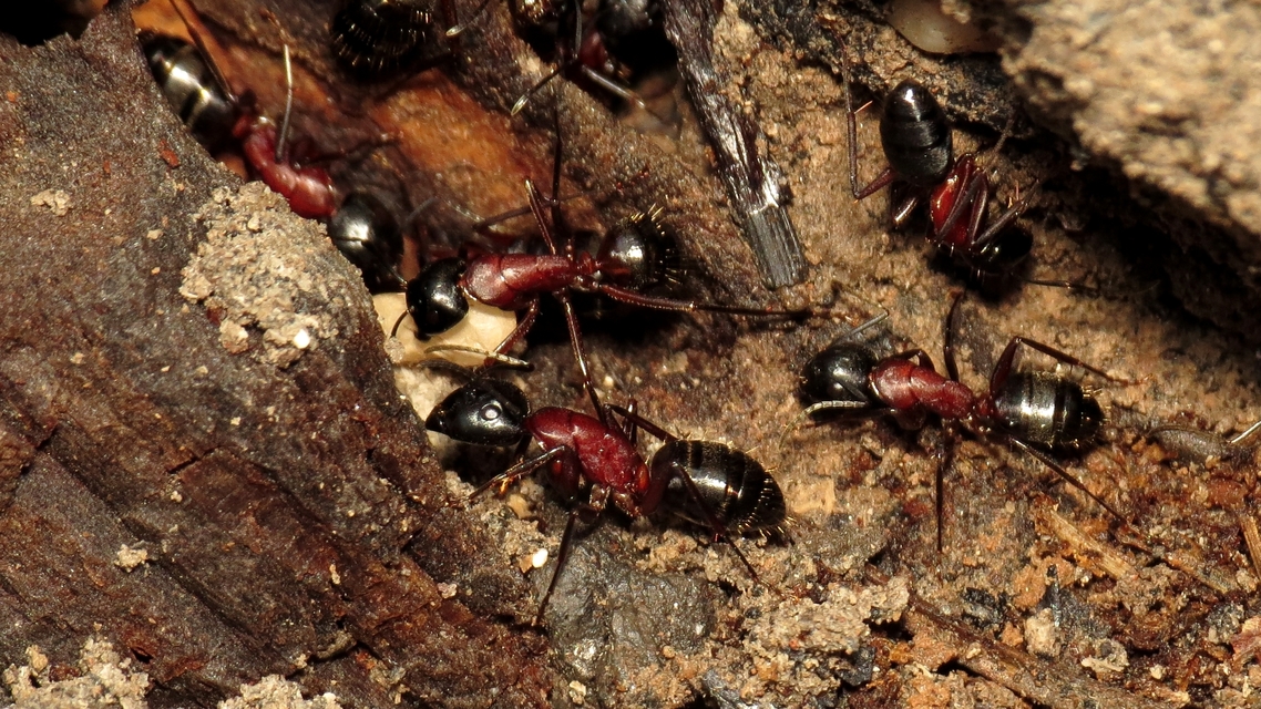 Camponotus ligniperda - faodvasító lóhangya