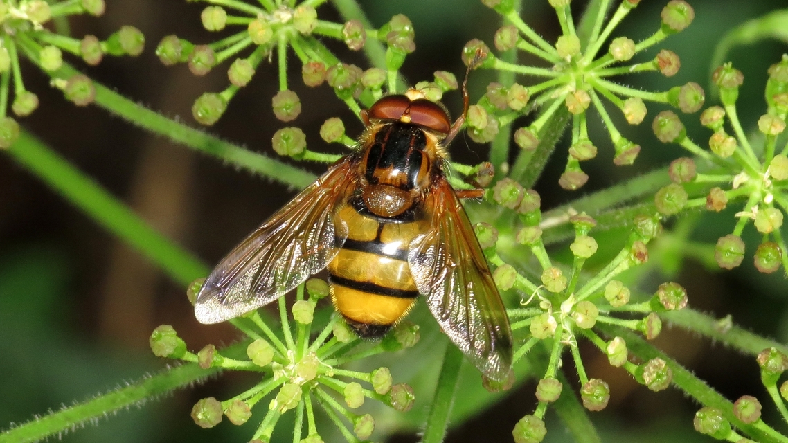 Volucella inanis - háromöves pihelégy