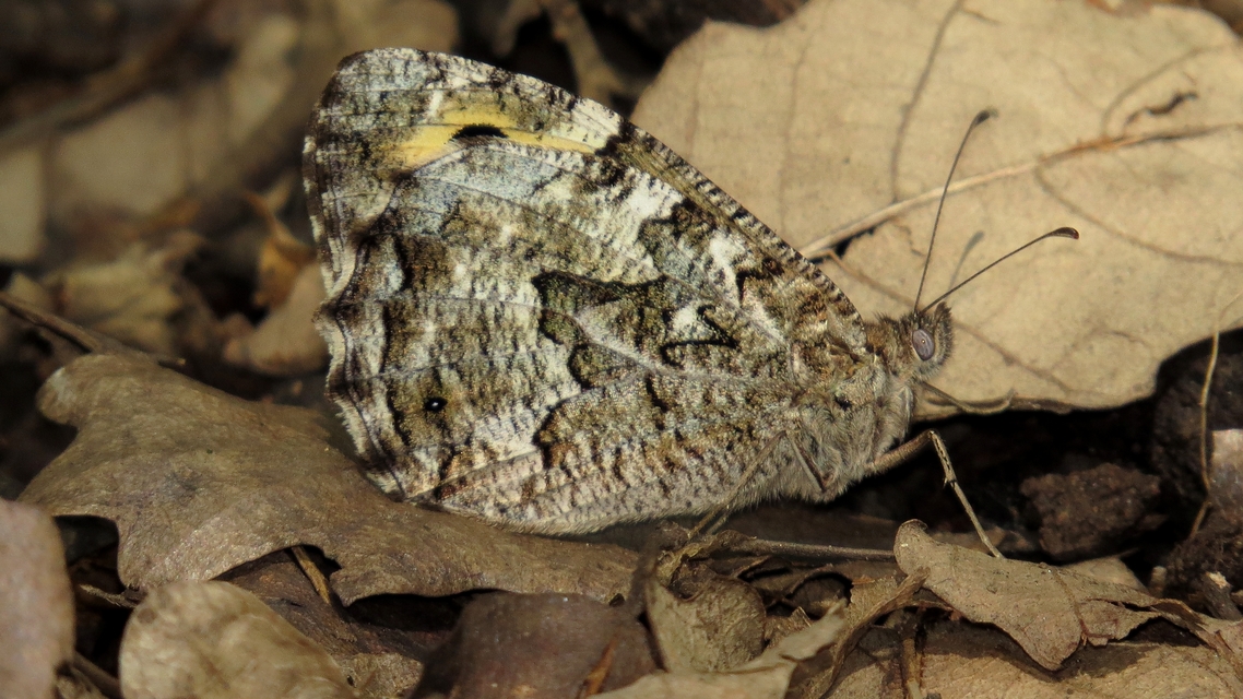 Hipparchia semele - barna szemeslepke