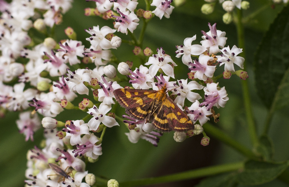 Pyrausta purpuralis - közönséges bíbormoly