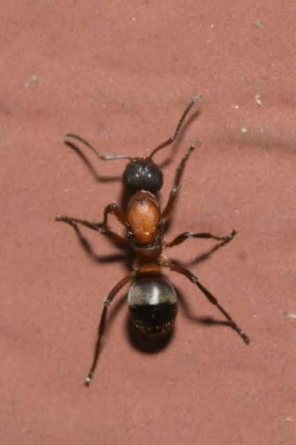 Formica sanguinea - vérvörös rablóhangya