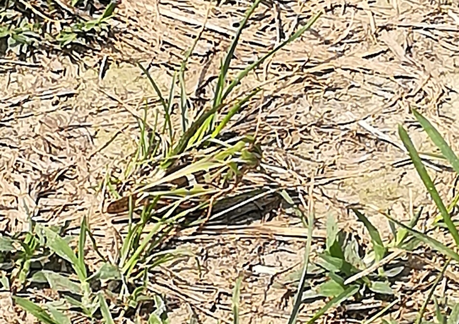 Oedaleus decorus - szalagos sáska