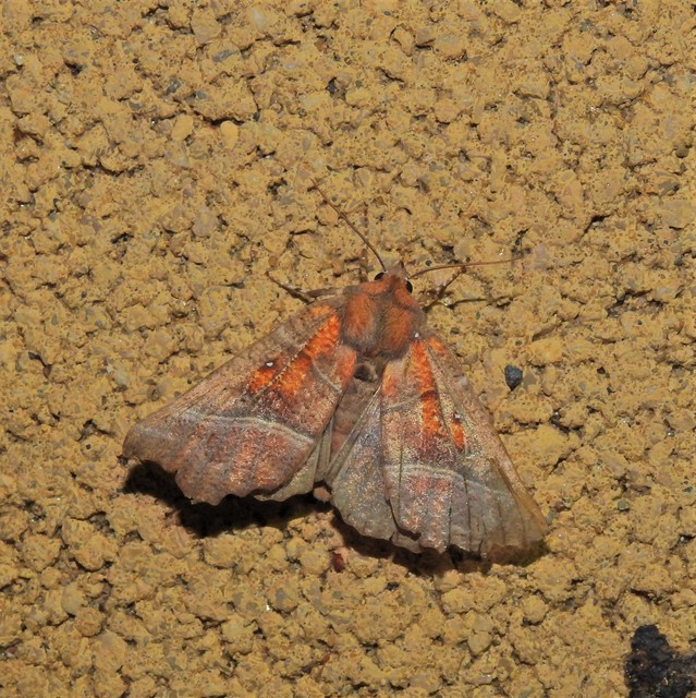Scoliopteryx libatrix - vörös csipkésbagoly