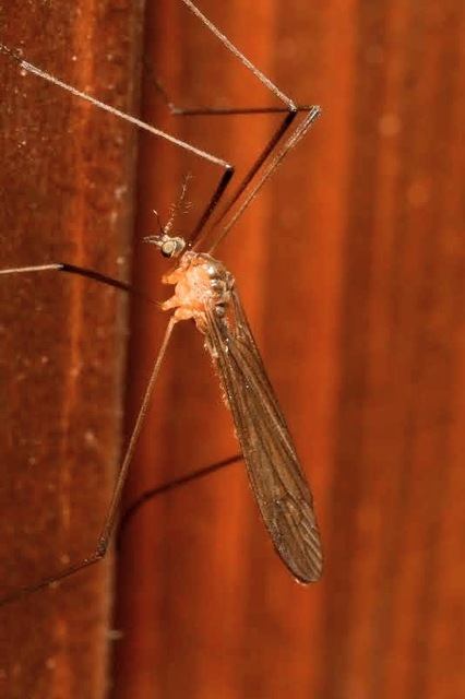 Pilaria discicollis