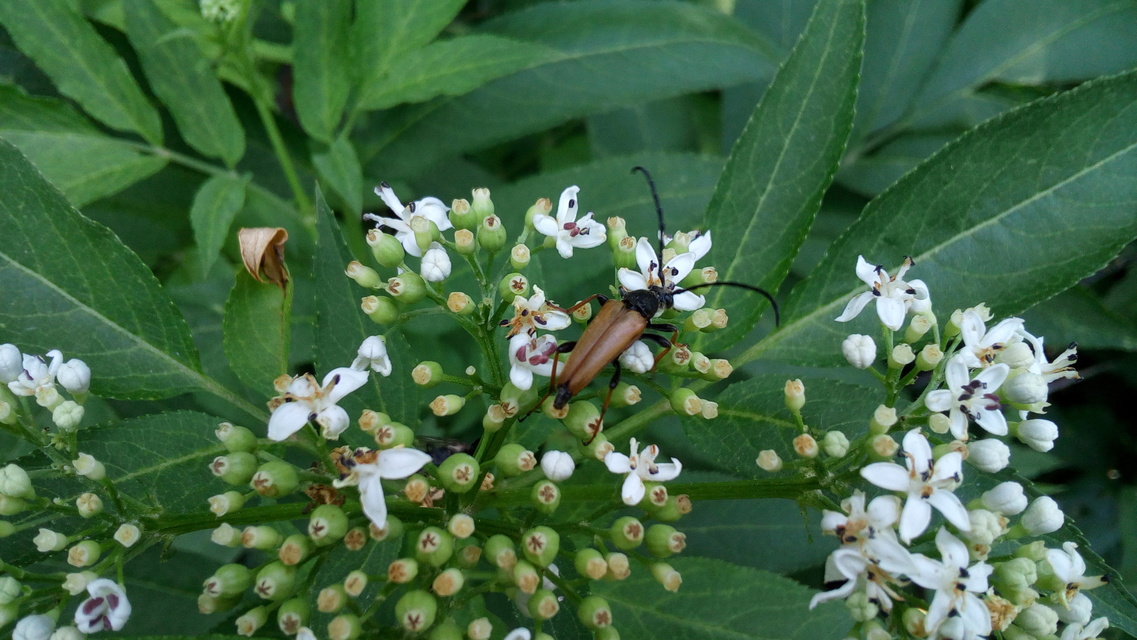 Stictoleptura rubra - vörös virágcincér