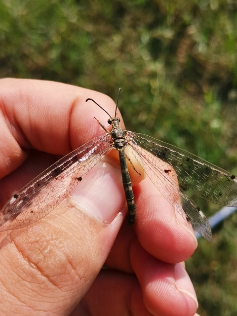 Distoleon tetragrammicus - négyfoltos hangyaleső