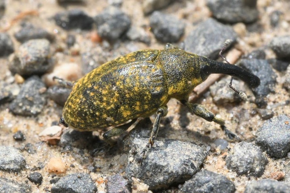 Larinus sturnus - aszat-púderbarkó