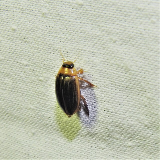 Hydaticus grammicus - déli mocsáricsíkbogár