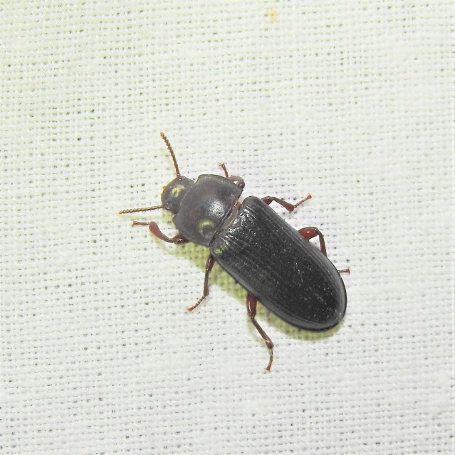 Tenebrio molitor - közönséges lisztbogár