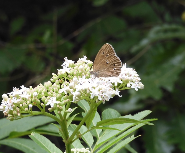 Aphantopus hyperanthus - közönséges ökörszemlepke
