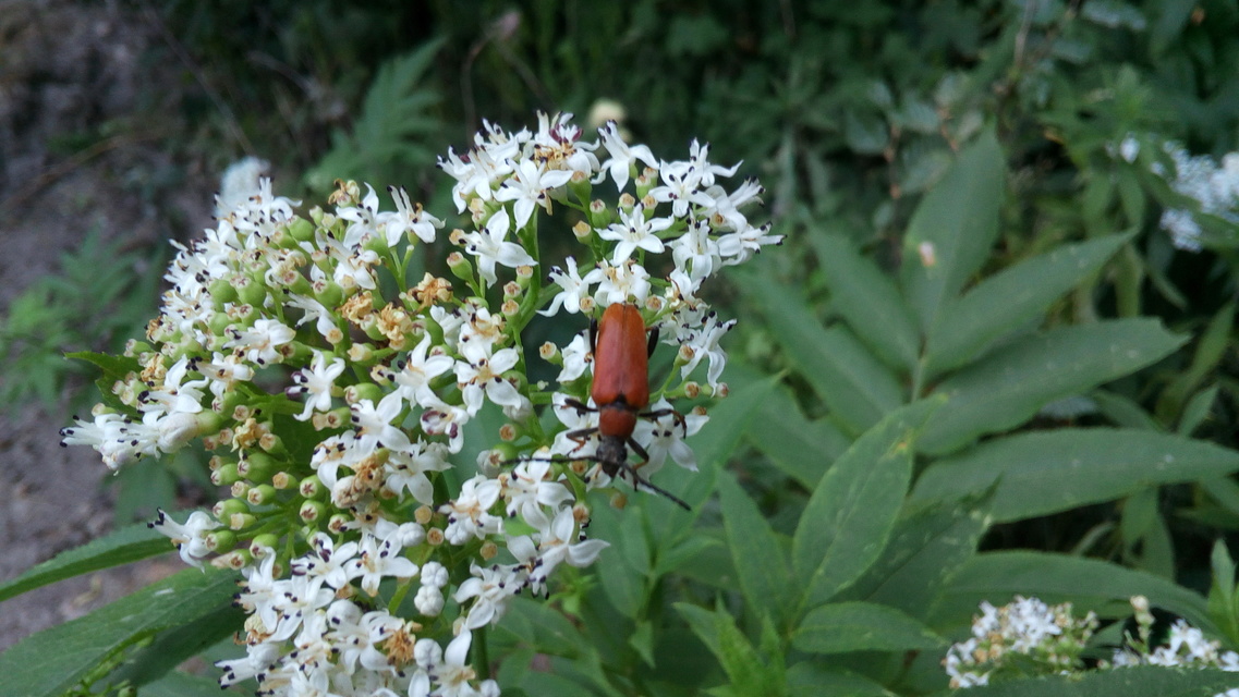 Stictoleptura rubra - vörös virágcincér