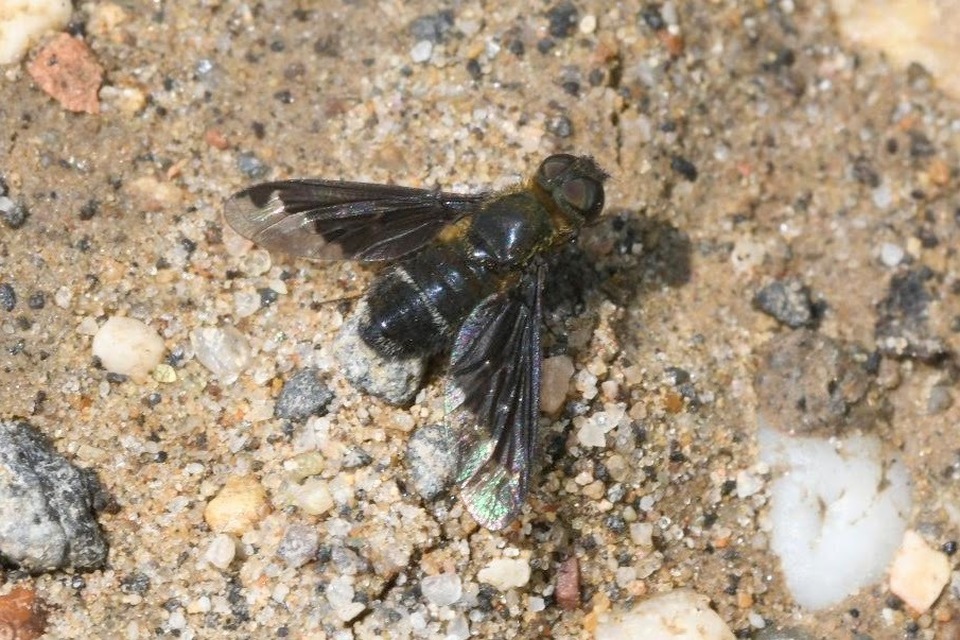 Hemipenthes velutina - bársonyos gyászlégy