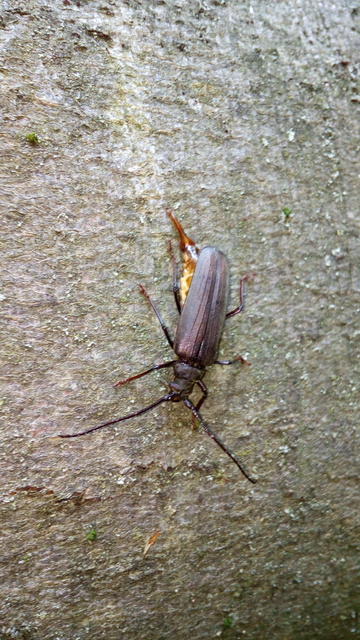 Aegosoma scabricorne - diófacincér