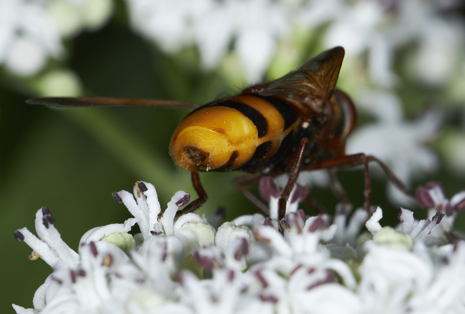 Volucella zonaria - kétöves pihelégy