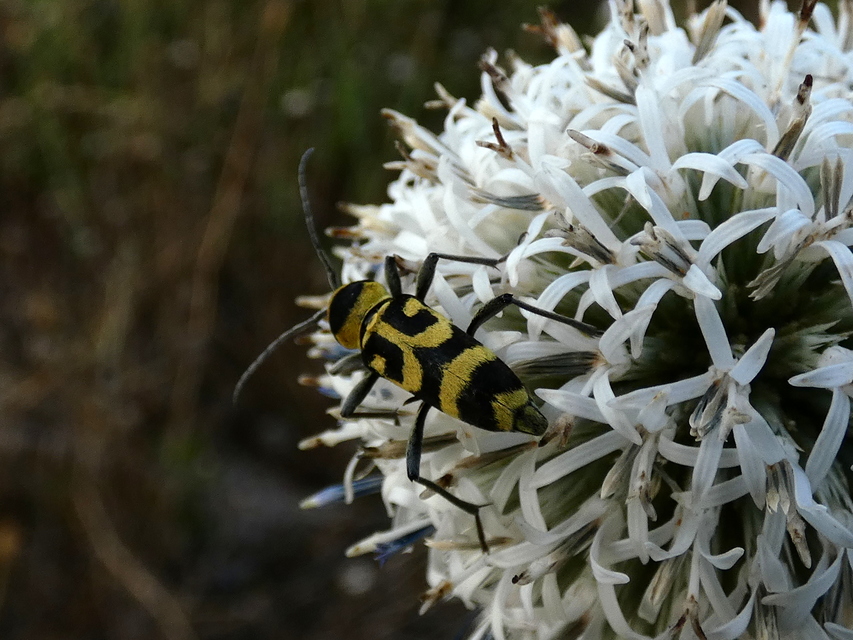 Chlorophorus varius - díszes darázscincér