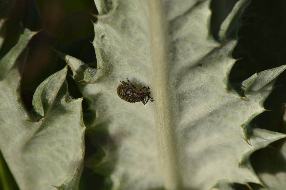 Larinus turbinatus - kúposorrú púderbarkó