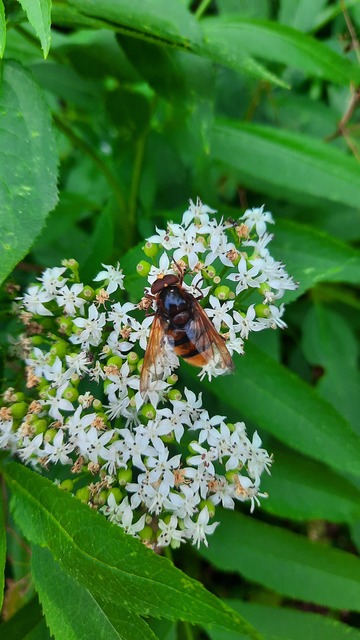 Volucella zonaria - kétöves pihelégy