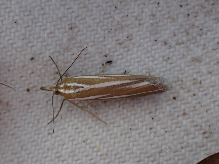 Eucarphia vinetella - pontusi karcsúmoly