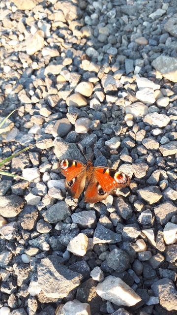 Nymphalis io - nappali pávaszem Nymphalis io - nappali pávaszem