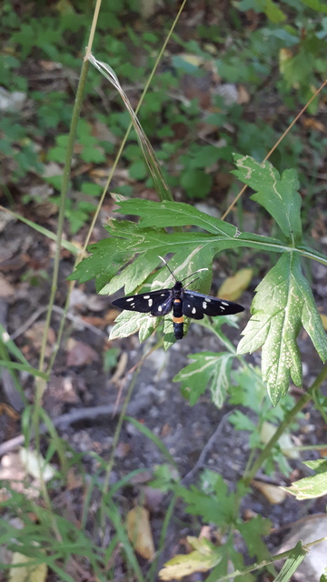 Amata phegea - fehérpettyes álcsüngőlepke Amata phegea - fehérpettyes álcsüngőlepke