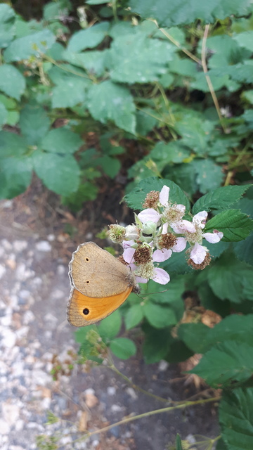Maniola jurtina - nagy ökörszemlepke Maniola jurtina - nagy ökörszemlepke