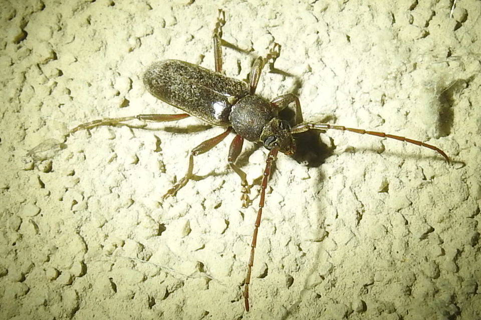 Trichoferus campestris - szállóvendég éjicincér
