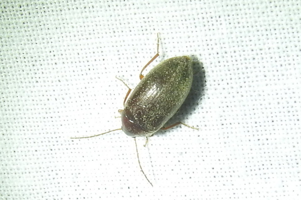 Hymenalia rufipes - rőtlábú alkonybogár