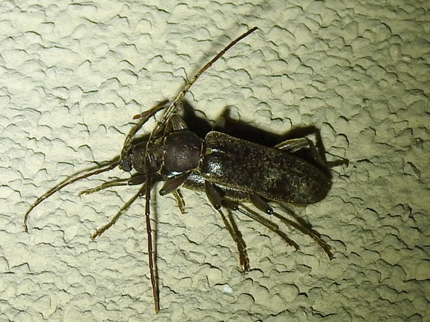 Trichoferus campestris - szállóvendég éjicincér