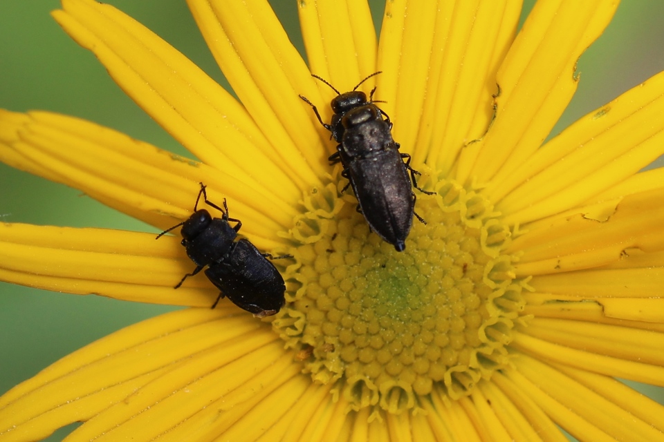 Anthaxia quadripunctata - fekete virágdíszbogár Anthaxia quadripunctata - fekete virágdíszbogár