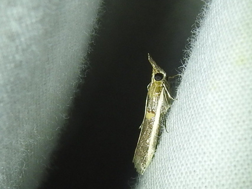 Etiella zinckenella - akácmoly