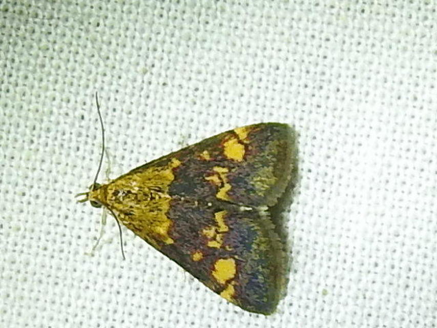 Pyrausta aurata - aranyló bíbormoly
