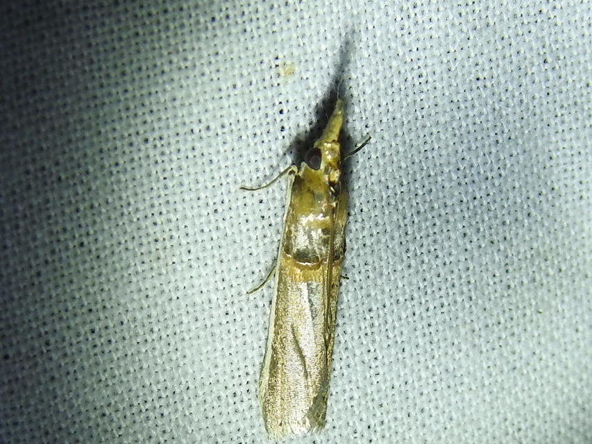 Etiella zinckenella - akácmoly