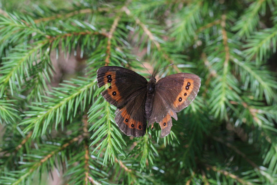 Erebia